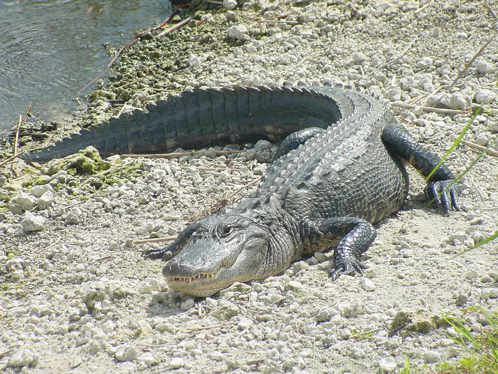Alligator mississippiensis Alligator_mississippiensis,_Homestead,_20020508