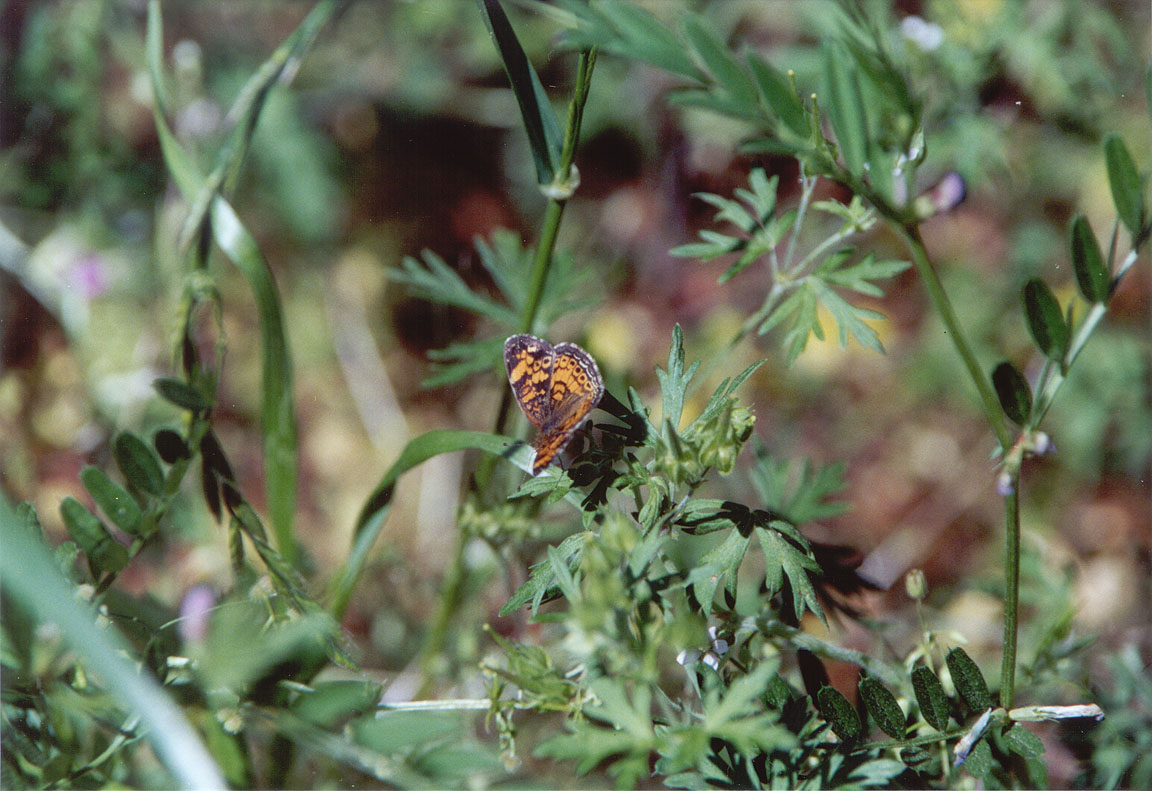 Phyciodes Tharos