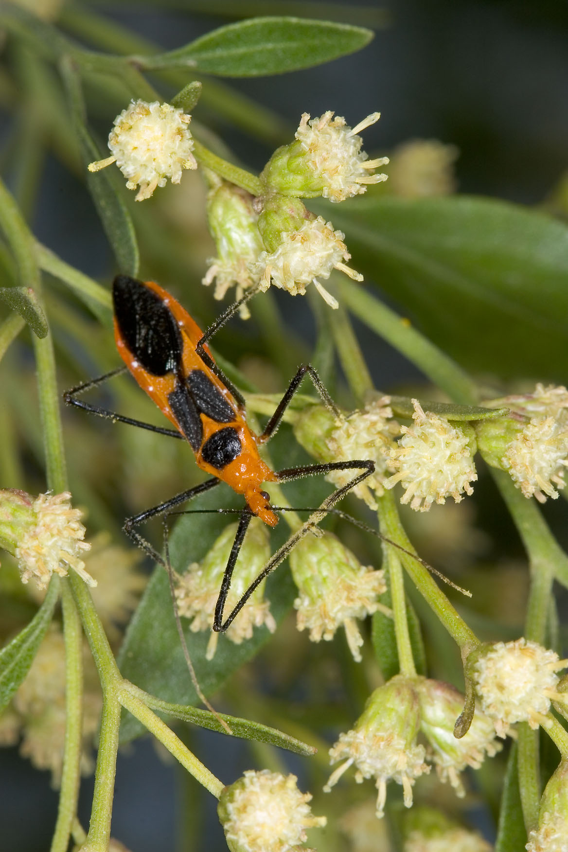 Assassin+bug+florida